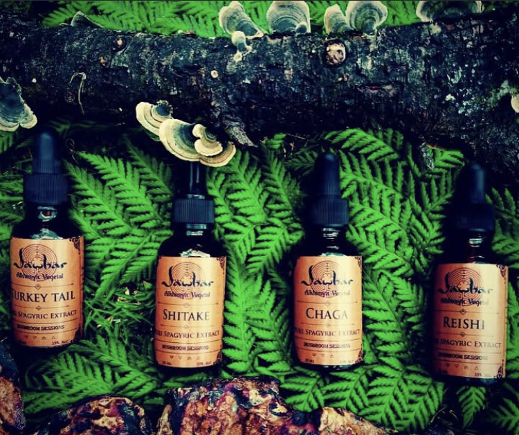 Mushroom Sessions — Extractos espagíricos de hongos medicinales